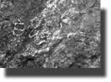 eagle-b-w-close