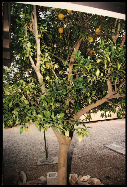 The kitchen window faces the backyard, where the citrus tree is that had several types of citrus branches grafted onto it. The kitchen window faces the backyard, where the citrus tree is that had several types of citrus branches grafted onto it.