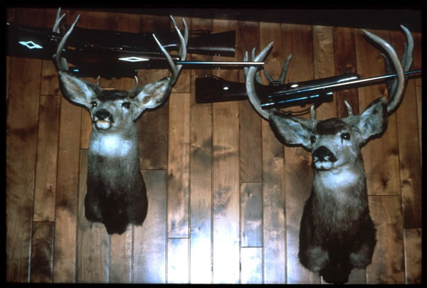 Deer and guns Deer and guns
