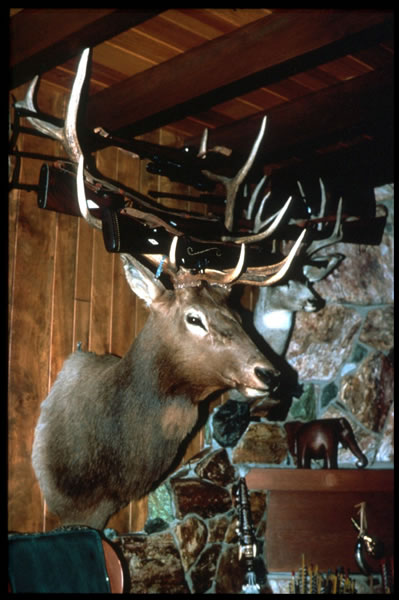 Elk Elk