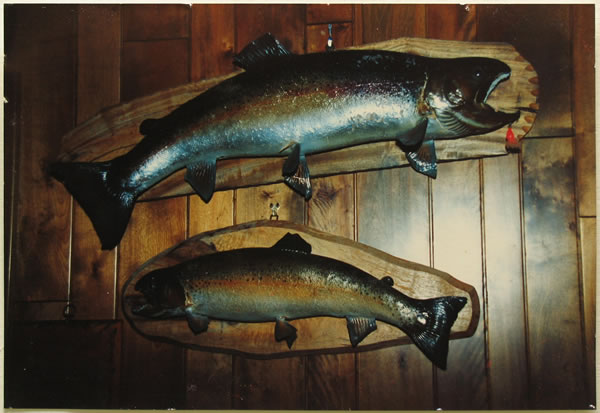 Rainbow trout Rainbow trout