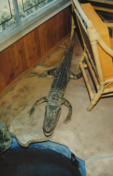 The alligator The alligator