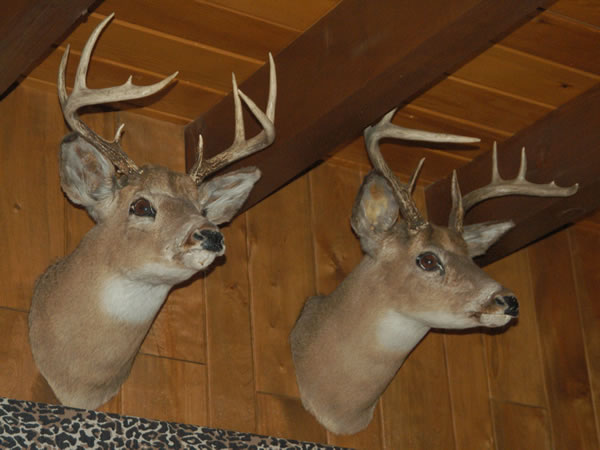 Deer Deer